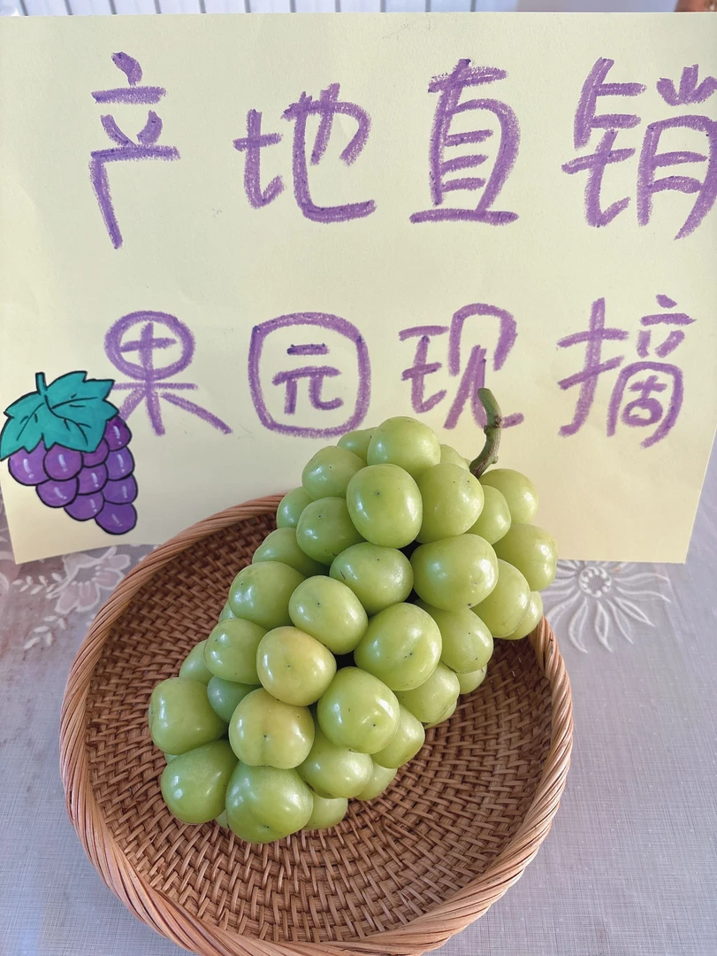 果园葡萄阳光玫瑰葡萄精品果