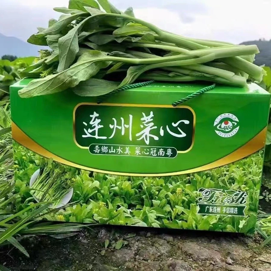 清甜爽口的连州迟菜心 当季新鲜蔬菜
