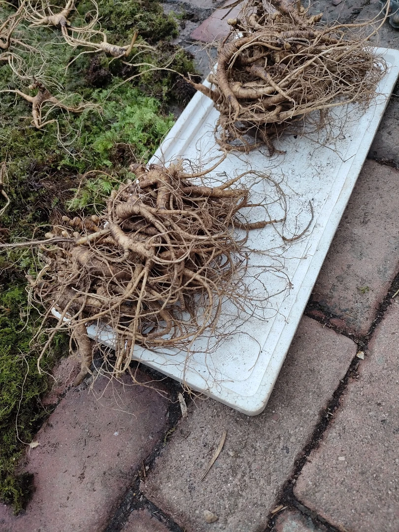 长白山下来巡山推荐20g