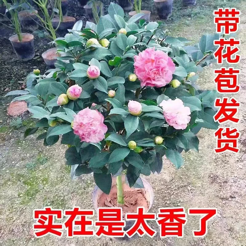 茶花盆栽花卉香妃四季浓香型山茶室内好养耐寒树苗粉色大花带香味