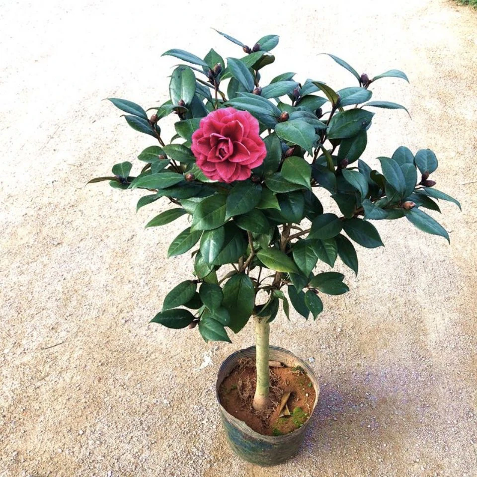 红叶紫贝拉青叶贝拉茶花盆栽茶花树苗名贵品种花卉