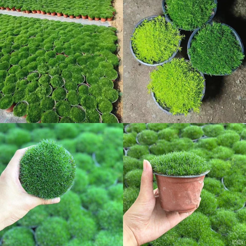 【来年三月一】爱尔兰珍珠草庭院景观绿化四季常绿草坪开花耐寒耐旱