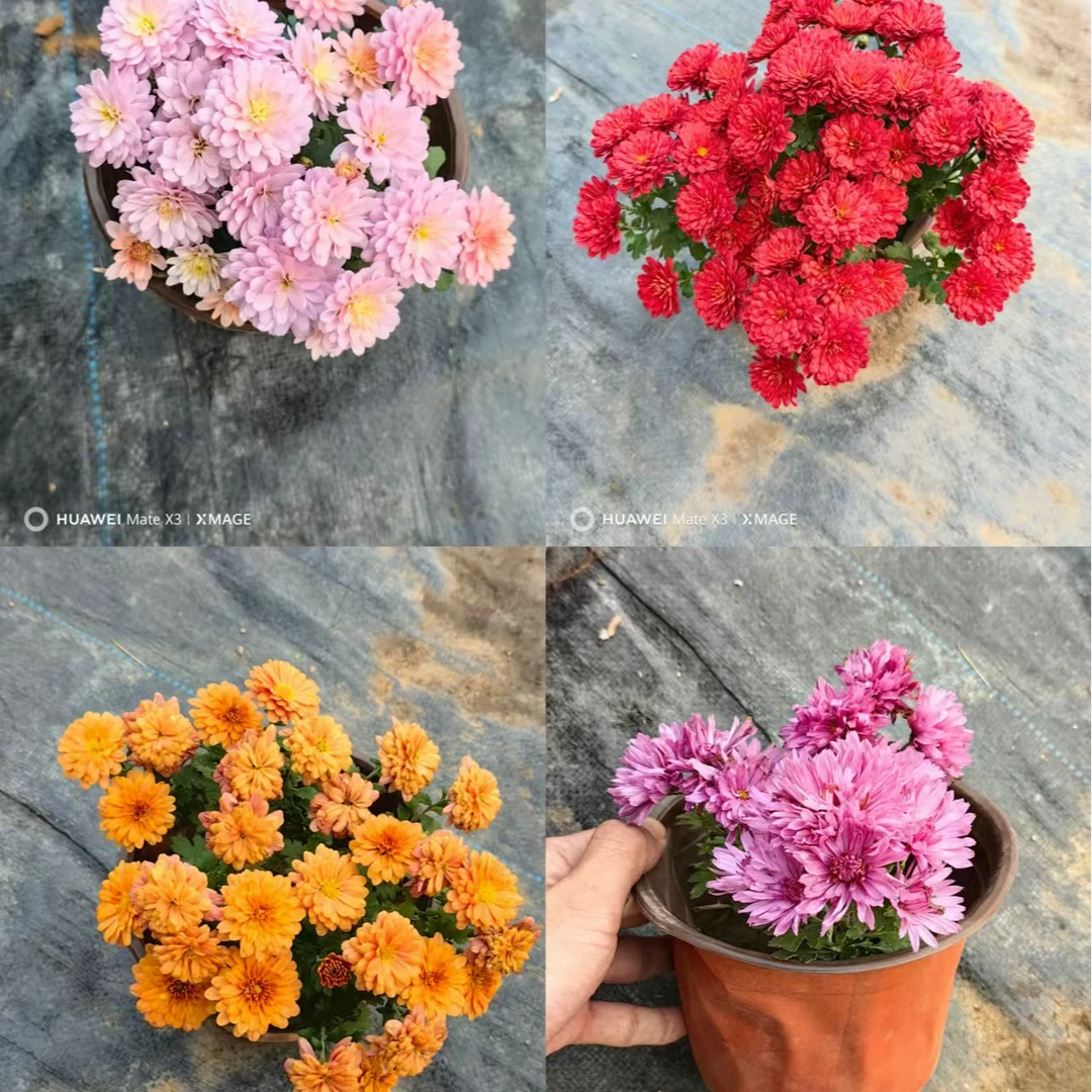 【来年三月一】球菊 130cm口径耐寒耐旱花量大原土原盆发货