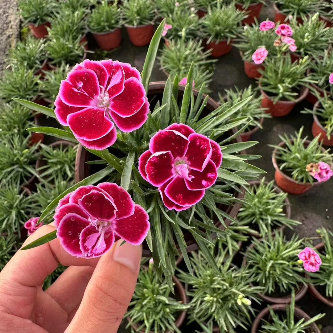 超美、初吻石竹低矮草坪耐寒耐旱庭院绿化常绿多年生宿根地被植物