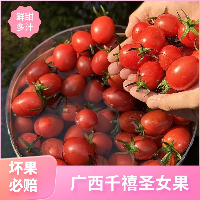 【现摘直发】广西千禧圣女果露天种植新鲜现摘现发孕妇水果原产地