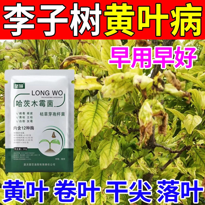 李子树卷叶病黄叶黄化病专用防裂果掉果烂果叶子黑尖水溶叶面肥料