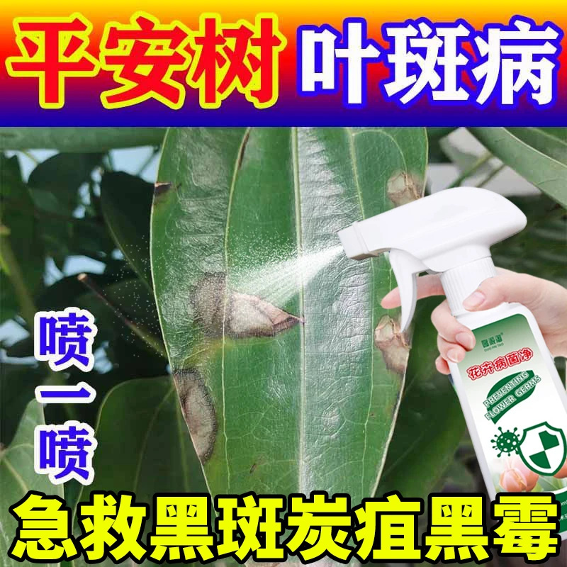 平安树叶斑病抑菌剂免稀释直喷型防白粉白绢炭疽烂根干尖掉叶肥料