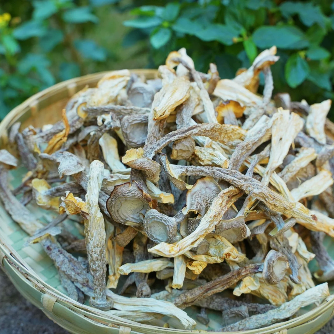 云南鹿茸菇干货特产鹿茸菌脆脆菇