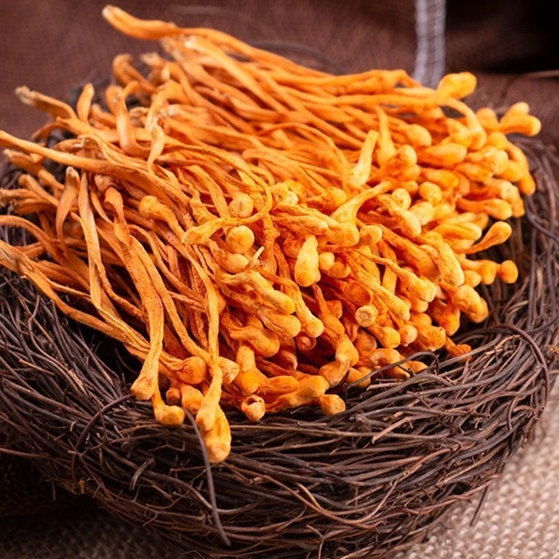 【学哥专属】云南高原特产虫草花