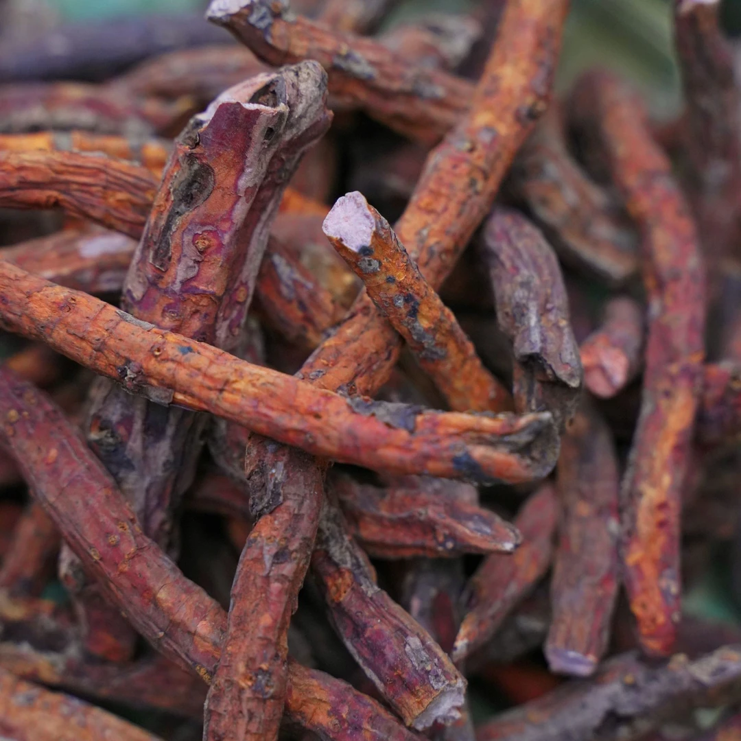 云南深山老根丹参野生紫丹参