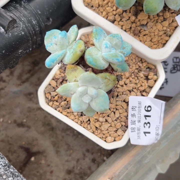 秋****秋谢谢姐姐～一物一拍1316