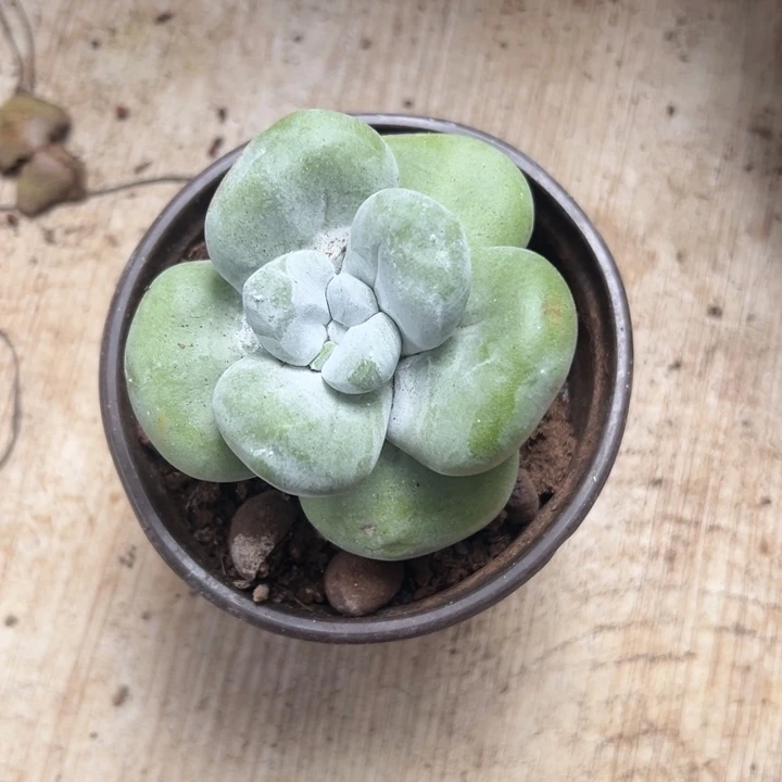 火**糕谢谢宝～一物一拍5606