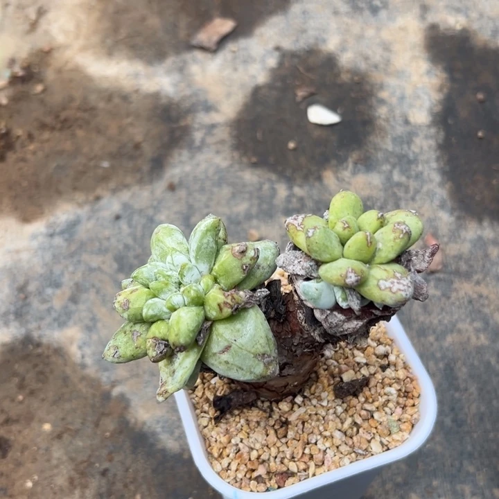 逸*?谢谢姐姐～一物一拍279