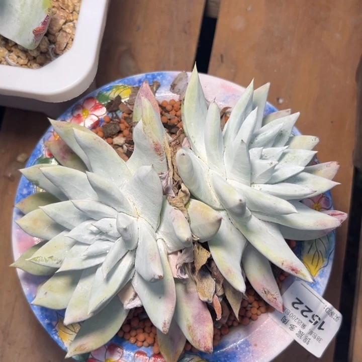 法瑞白雪～一物一拍1522