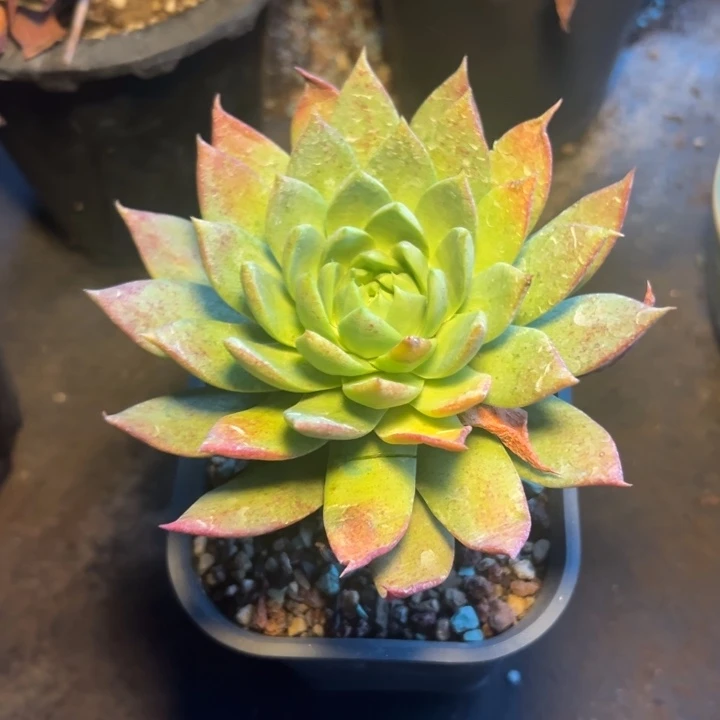 莫*谢谢姐姐～一物一拍3451