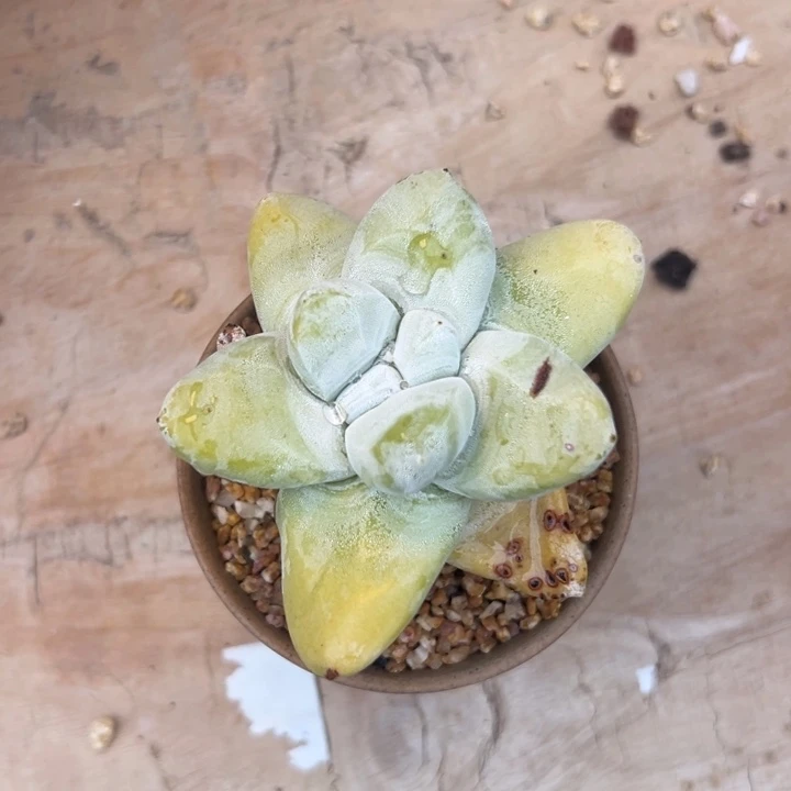 用****0谢谢宝～一物一拍一4714