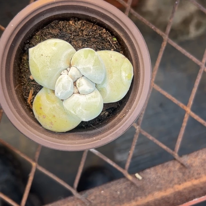 乐*乐谢谢宝～一物一拍3230