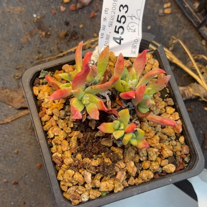 ?**?谢谢哥～一物一拍4553