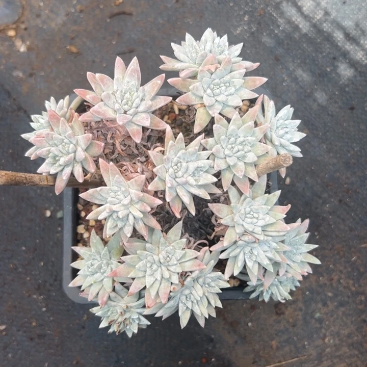 一****1谢谢宝～一物一拍4919