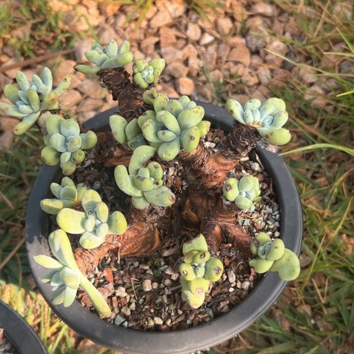 绿豆豆～一物一拍的009