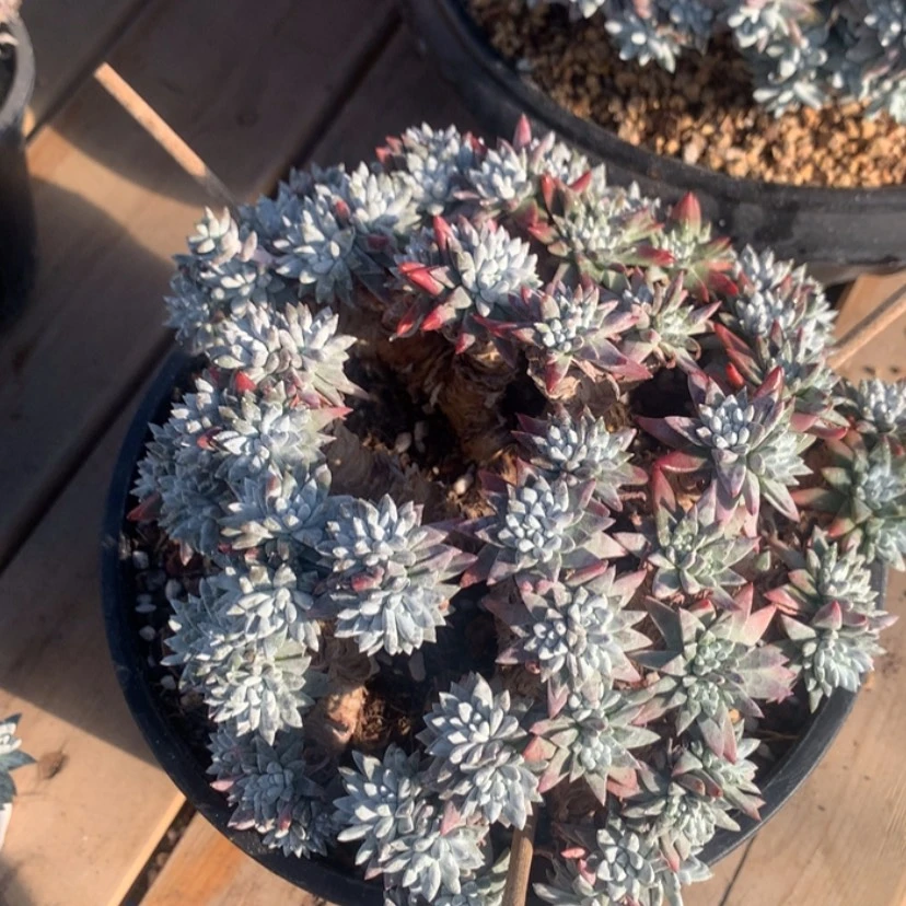 【闪购商品】?谢谢姐姐支持