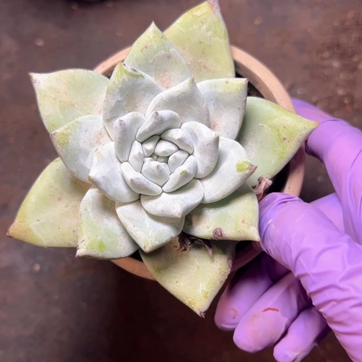 苹果叶拇指～一物一拍0420