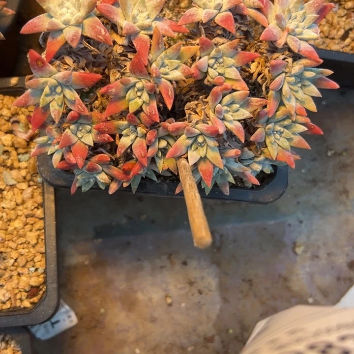米***修谢谢宝～一物一拍3282
