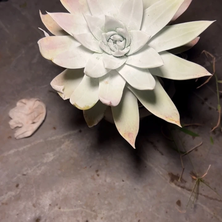 陆****?谢谢宝～一物一拍1722