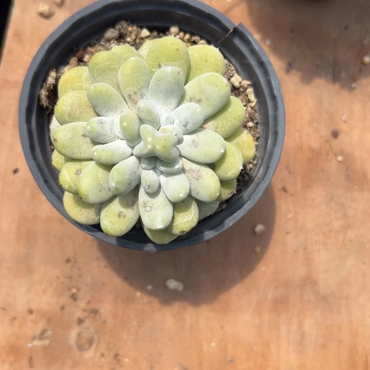 点赞福利～谢谢大家