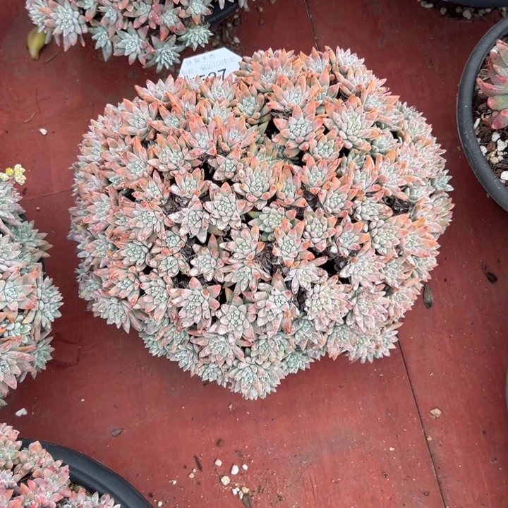 h****u谢谢姐姐～一物一拍5527