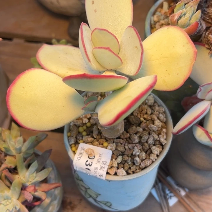 白眉～一物一拍哇哇3338