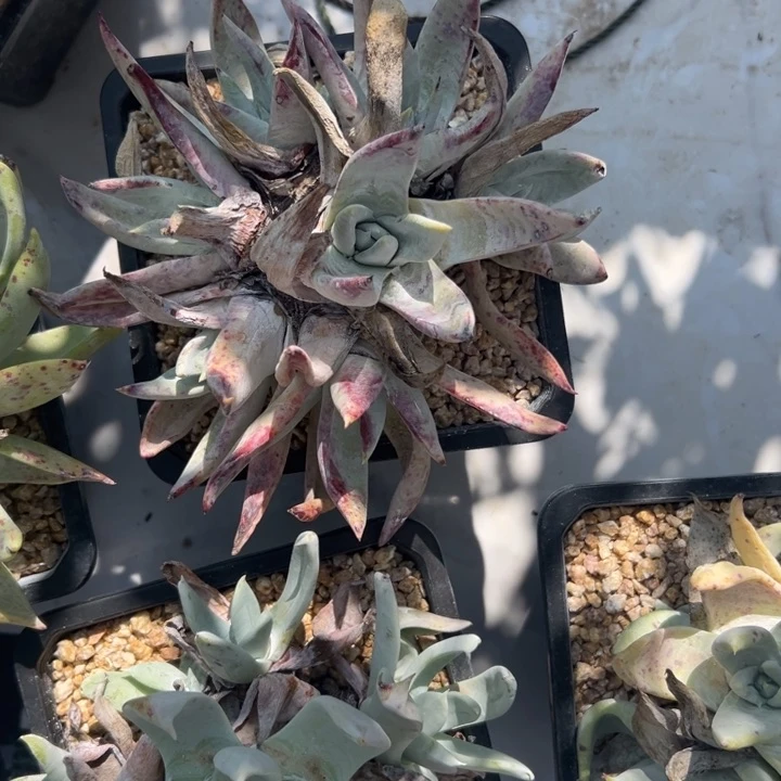 张**?谢谢姐姐～一物一拍3369