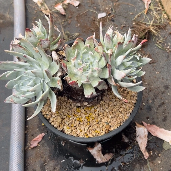 ?***?谢谢哥～一物一拍5769