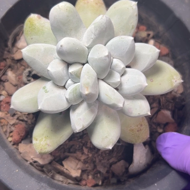 拇指～一物一拍0229