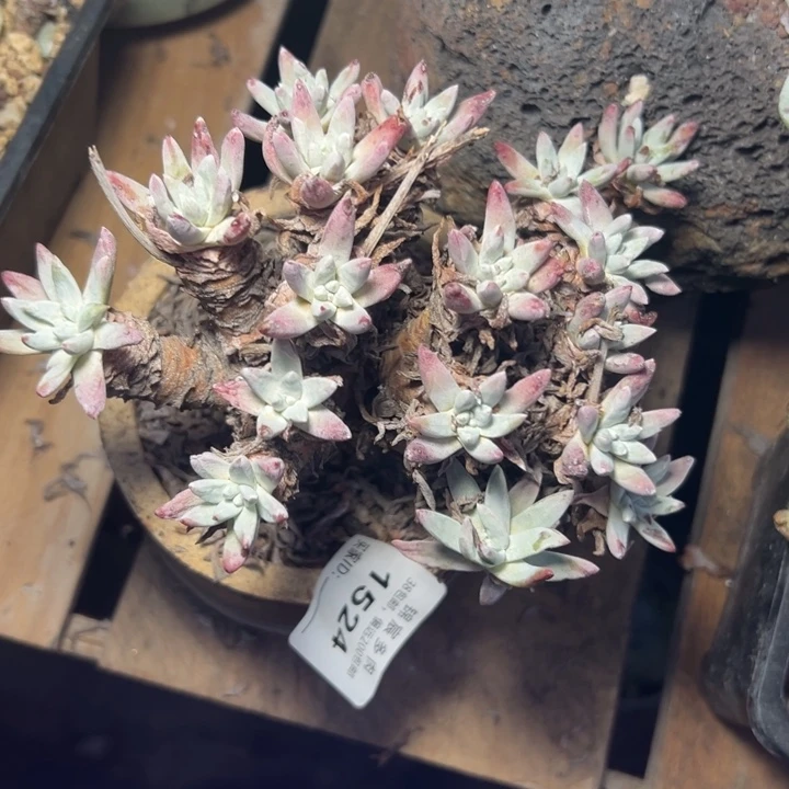 白菊杂~一物一拍1524