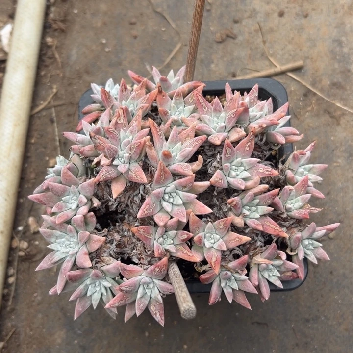 玫***子谢谢宝～一物一拍4781