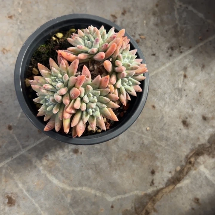 古*谢谢宝～一物一拍1690