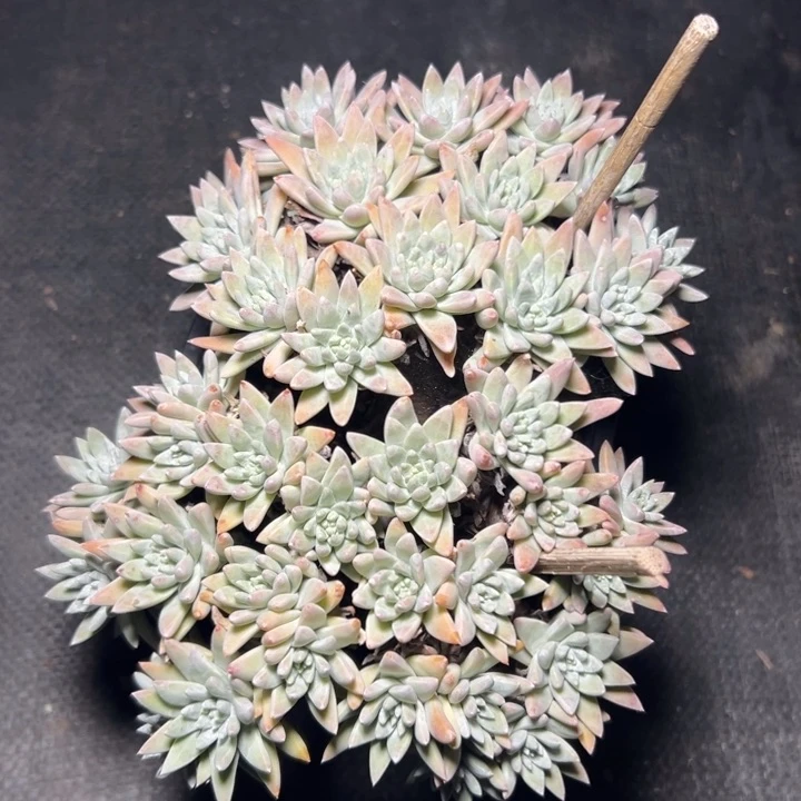 41头白菊～一物一拍0189