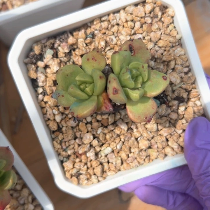 绿体厚叶苹果叶~一物一拍0463