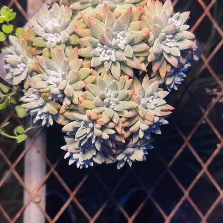 二*七谢谢姐姐～一物一拍5402