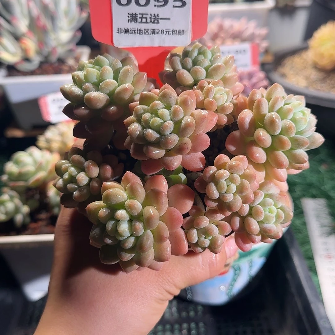 0095一物一拍(满28包邮)