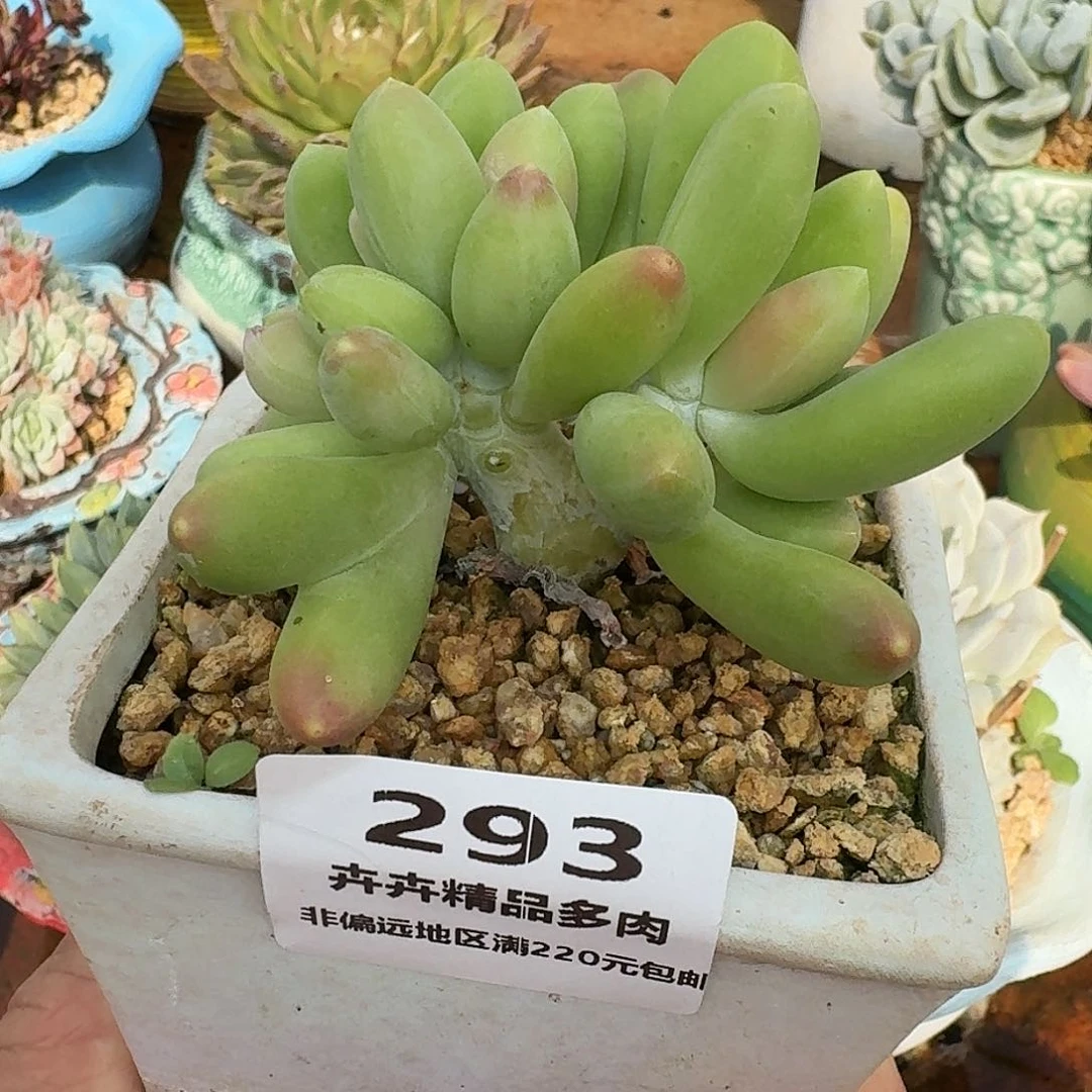 金蝉缀化一物一拍（满28包邮）