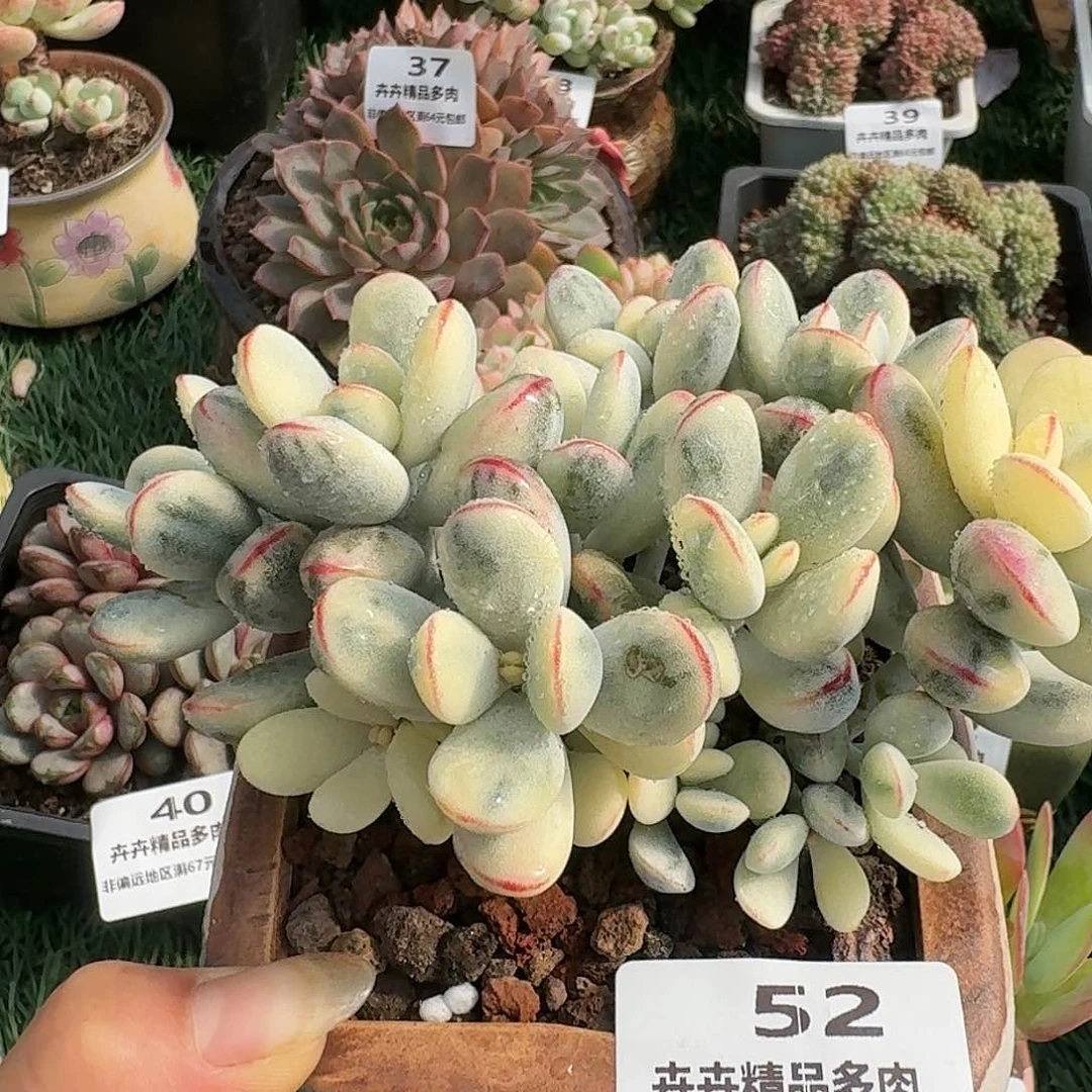 52一物一拍（满28包邮）