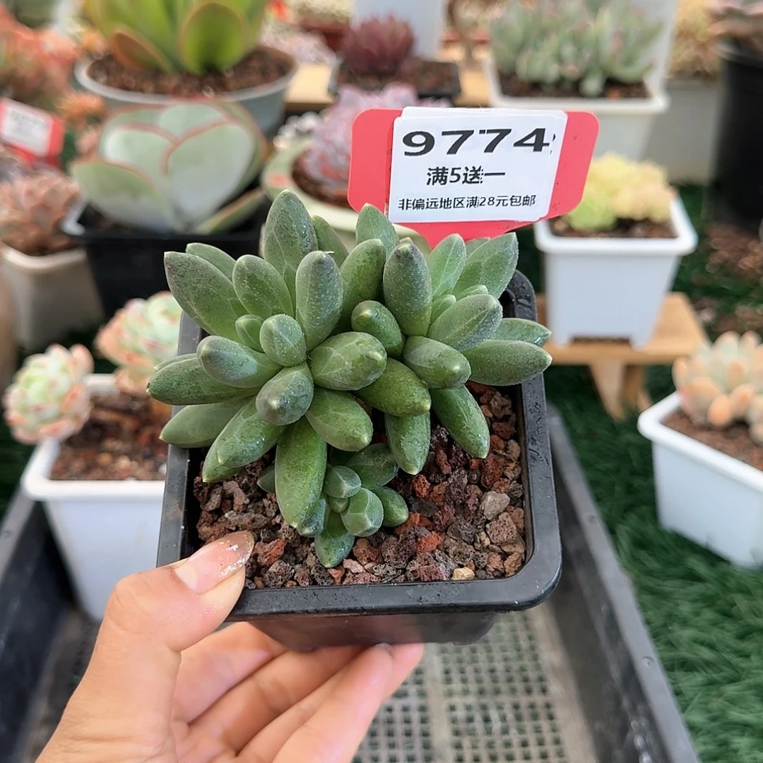 9774一物一拍（满28包邮）