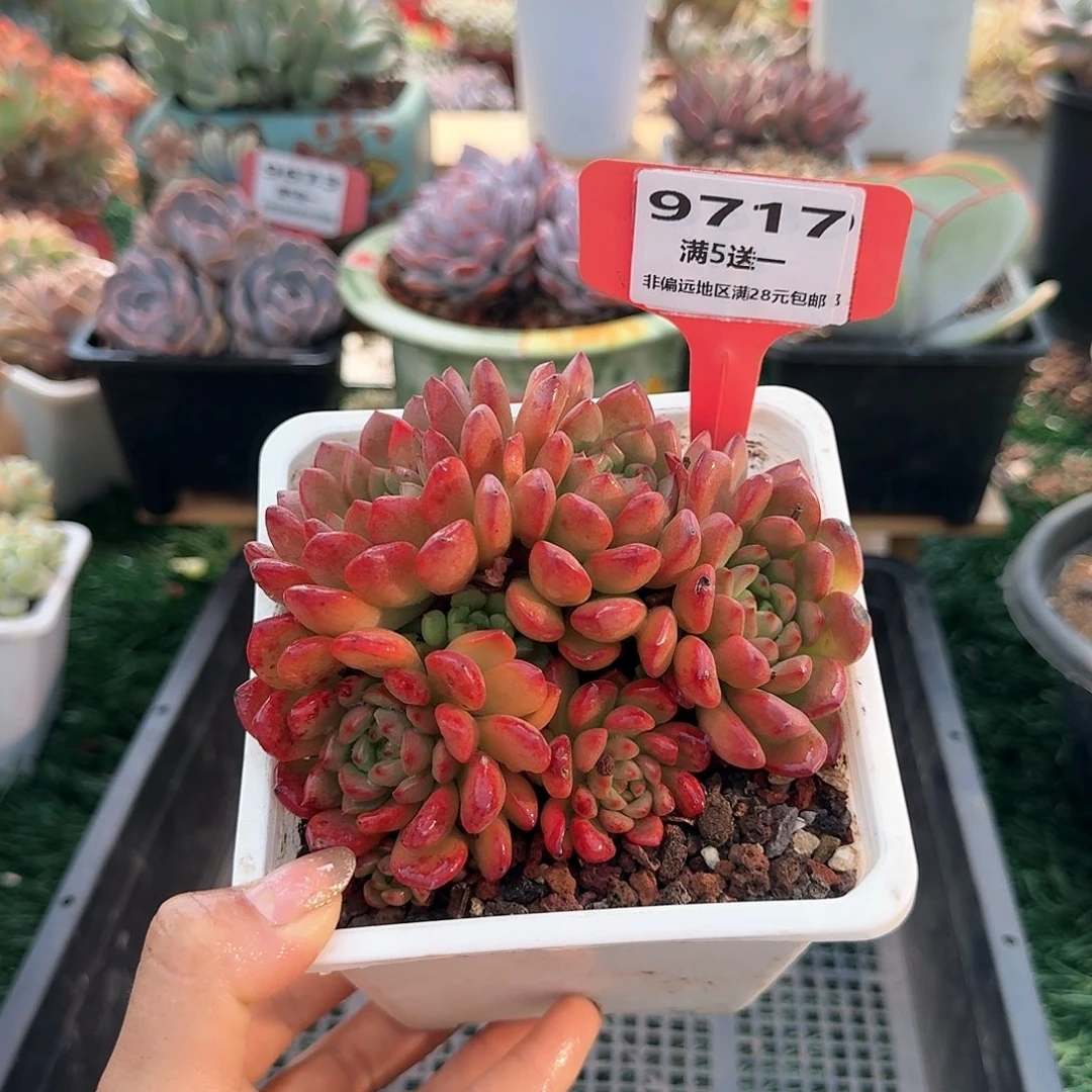 9717一物一拍（满28包邮）