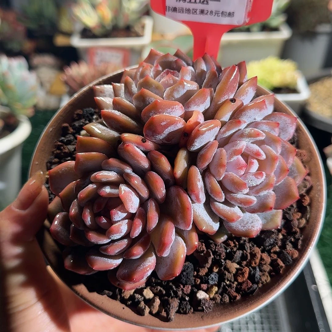 0131一物一拍（满28包邮）