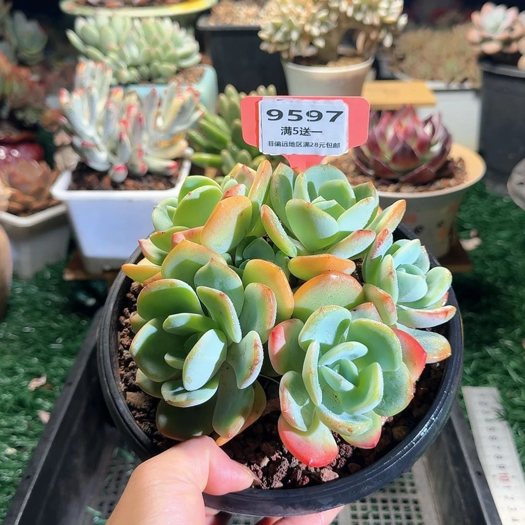 9597一物一拍（满28包邮）