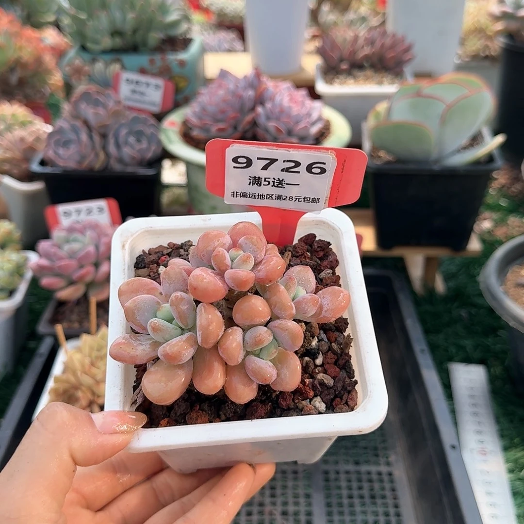 9726一物一拍（满28包邮）
