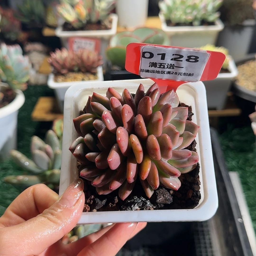 0128一物一拍（满28包邮）