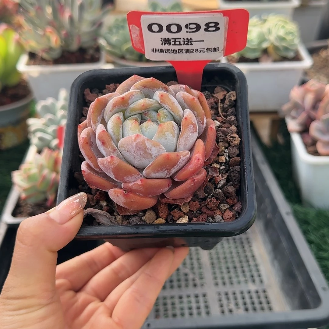 0098一物一拍（满28包邮）